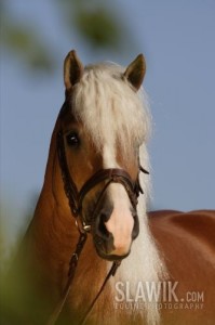 Obrazek