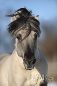 Obrazek